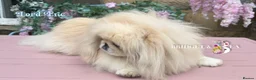Pekingese dogs for sale: Fawn girl & boy kc reg licensed breeder - Advert 2