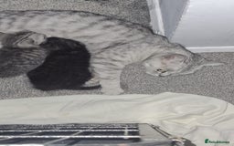 British Shorthair cats for sale: Lovely little British short haired kittens  - Image 20
