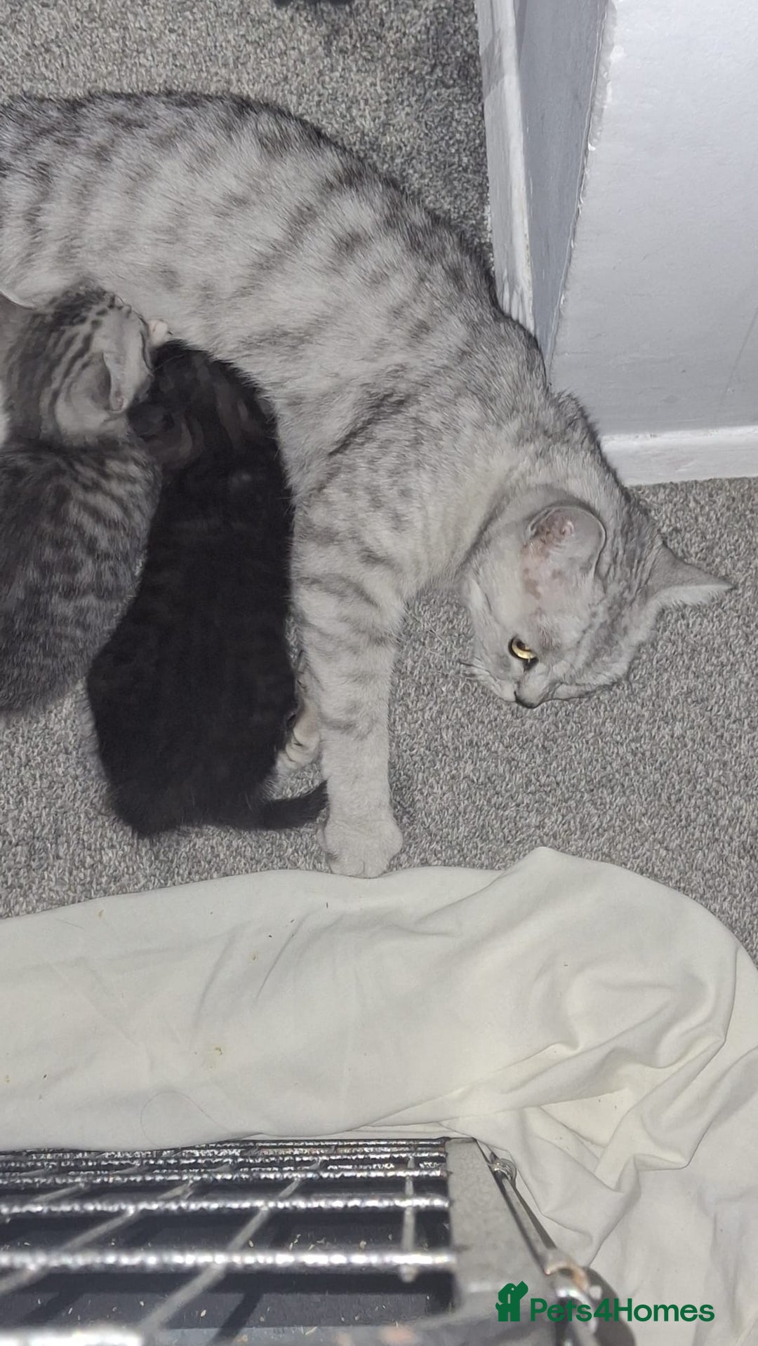 British Shorthair cats for sale: Lovely little British short haired kittens  - Image 20