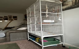 Ringnecks birds for sale: Grey ringneck  - Image 5