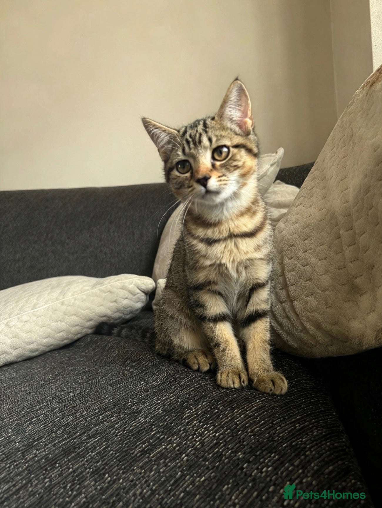 Mixed Breed cats 🐾 Beautiful Little Female Kitten 🐾❤️ - Advert 2