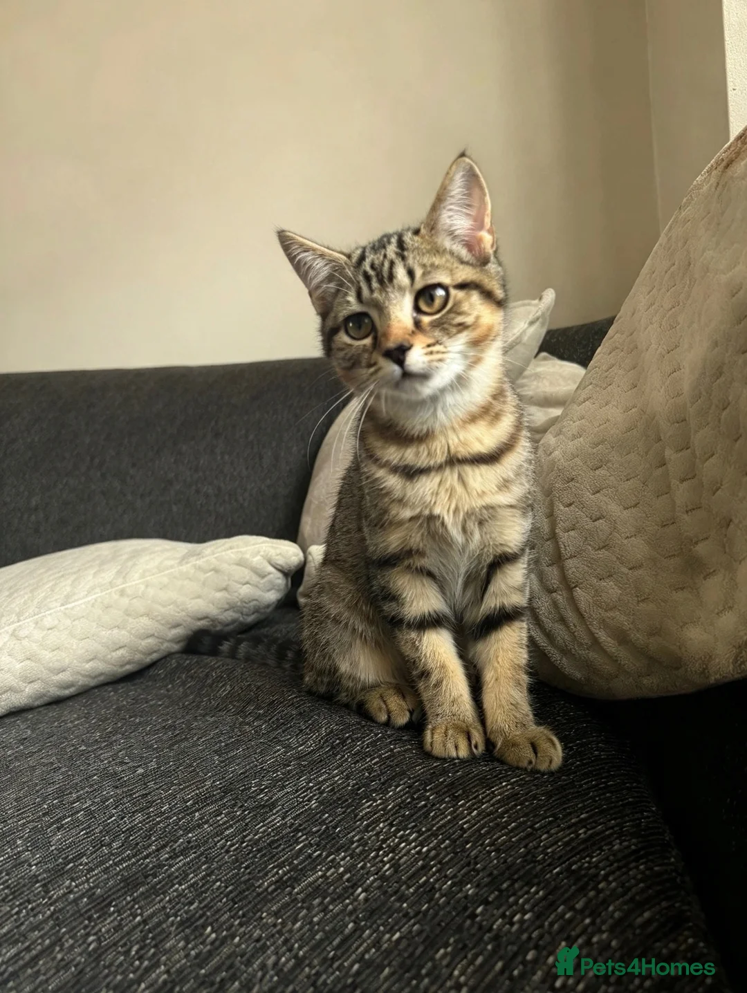 Mixed Breed cats for sale: 🐾 Beautiful Little Female Kitten 🐾❤️ - Advert 2