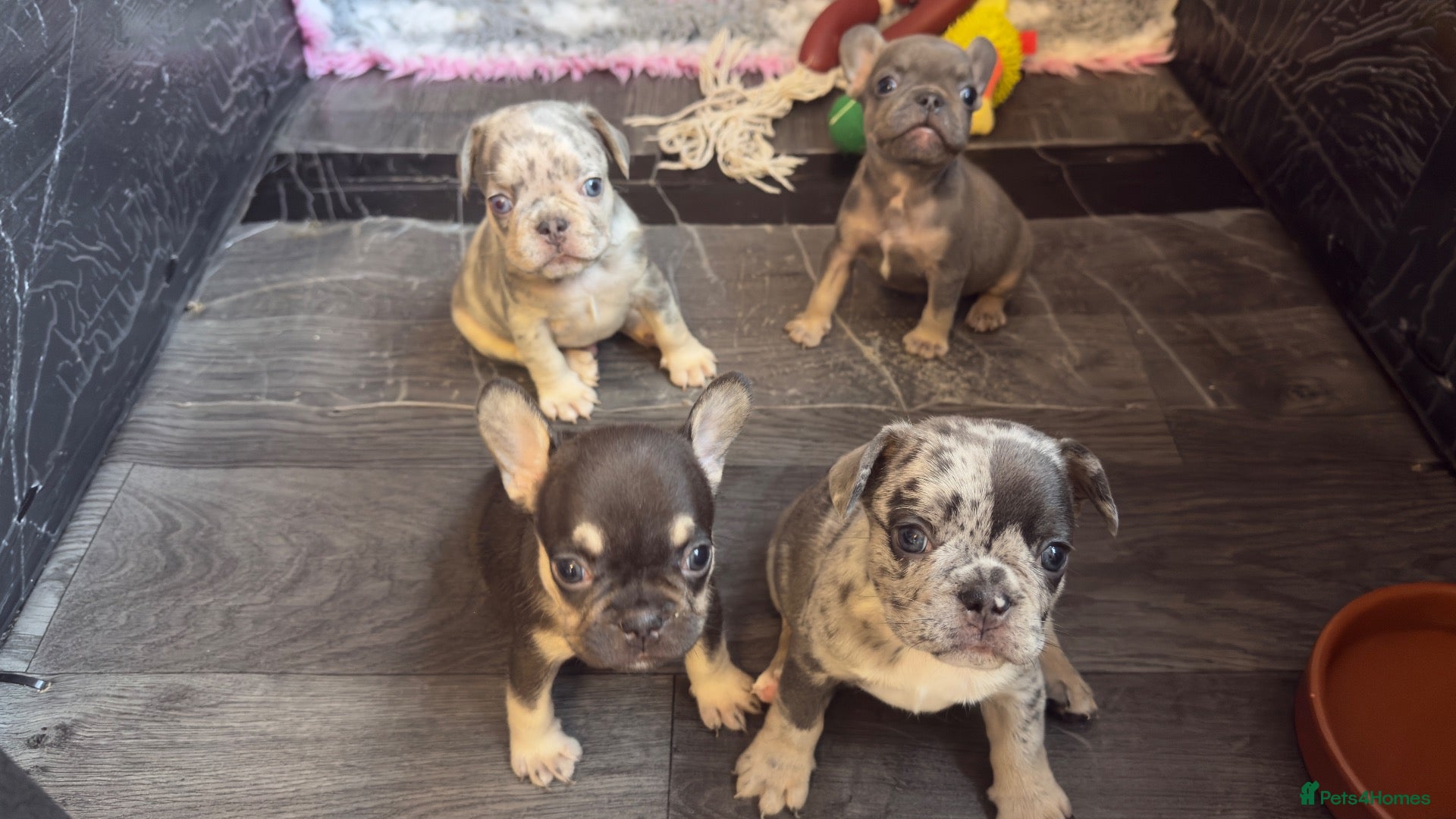French Bulldog dogs 🩶🩷Beautiful French Bulldog Puppies🩷🩶 - Advert 1