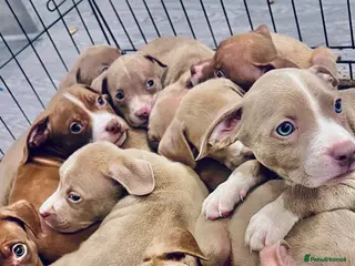 American Bully dogs Standard American Bully - Advert 20