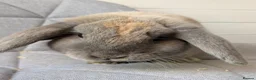 Mini Lop rabbits for sale: Mixed litter of mini lops in Stockton-on-Tees - Advert 6