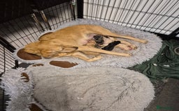 Labradoodle dogs for sale: F1b labradoodle puppies - Image 7