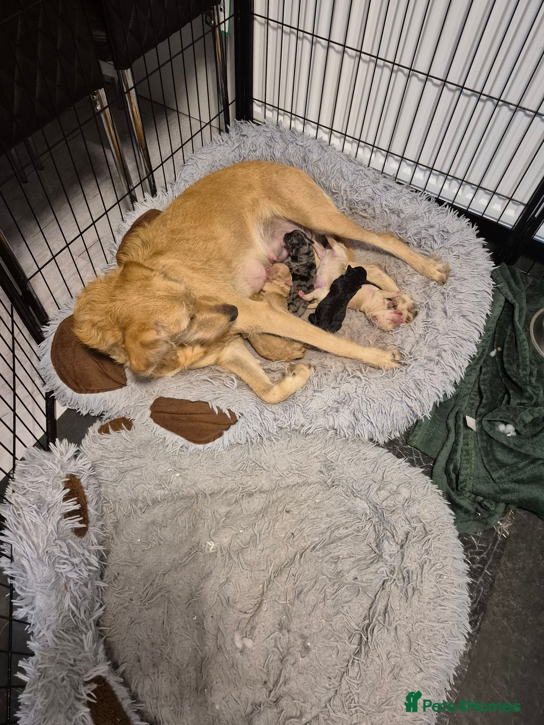 Labradoodle dogs for sale: F1b labradoodle puppies - Image 7