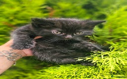 Mixed Breed cats for sale: 2 mixed breed girls(black ones left now). - Image 5