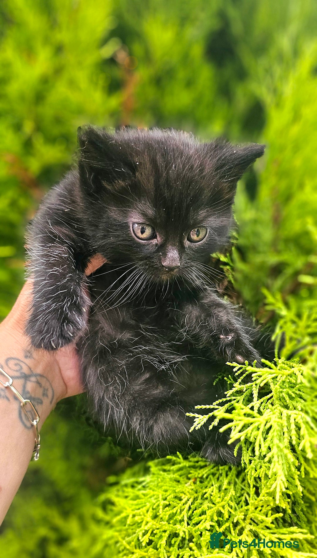 Mixed Breed cats for sale: 2 mixed breed girls(black ones left now). - Image 5