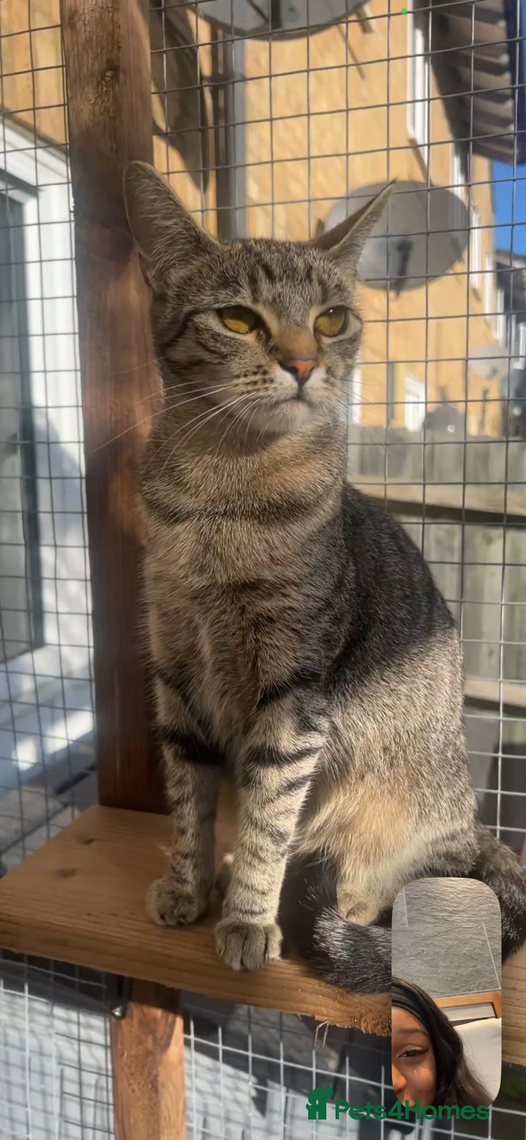 Bengal cats for sale: Bengal / British shorthair  - Advert 1