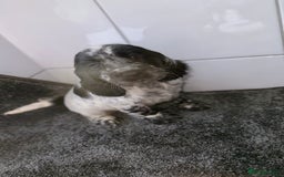 Cocker Spaniel dogs for sale: 6 stunning show type cocker spaniels  - Image 22