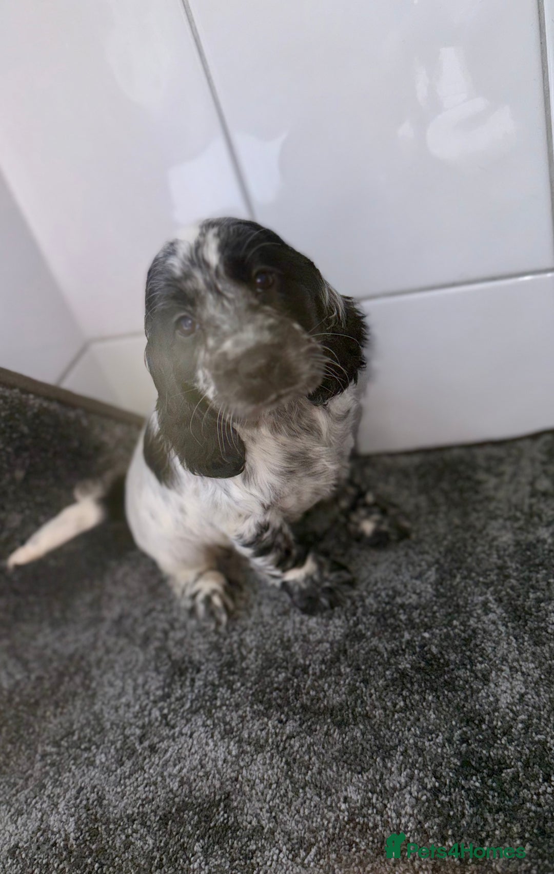 Cocker Spaniel dogs for sale: 6 stunning show type cocker spaniels  - Image 22