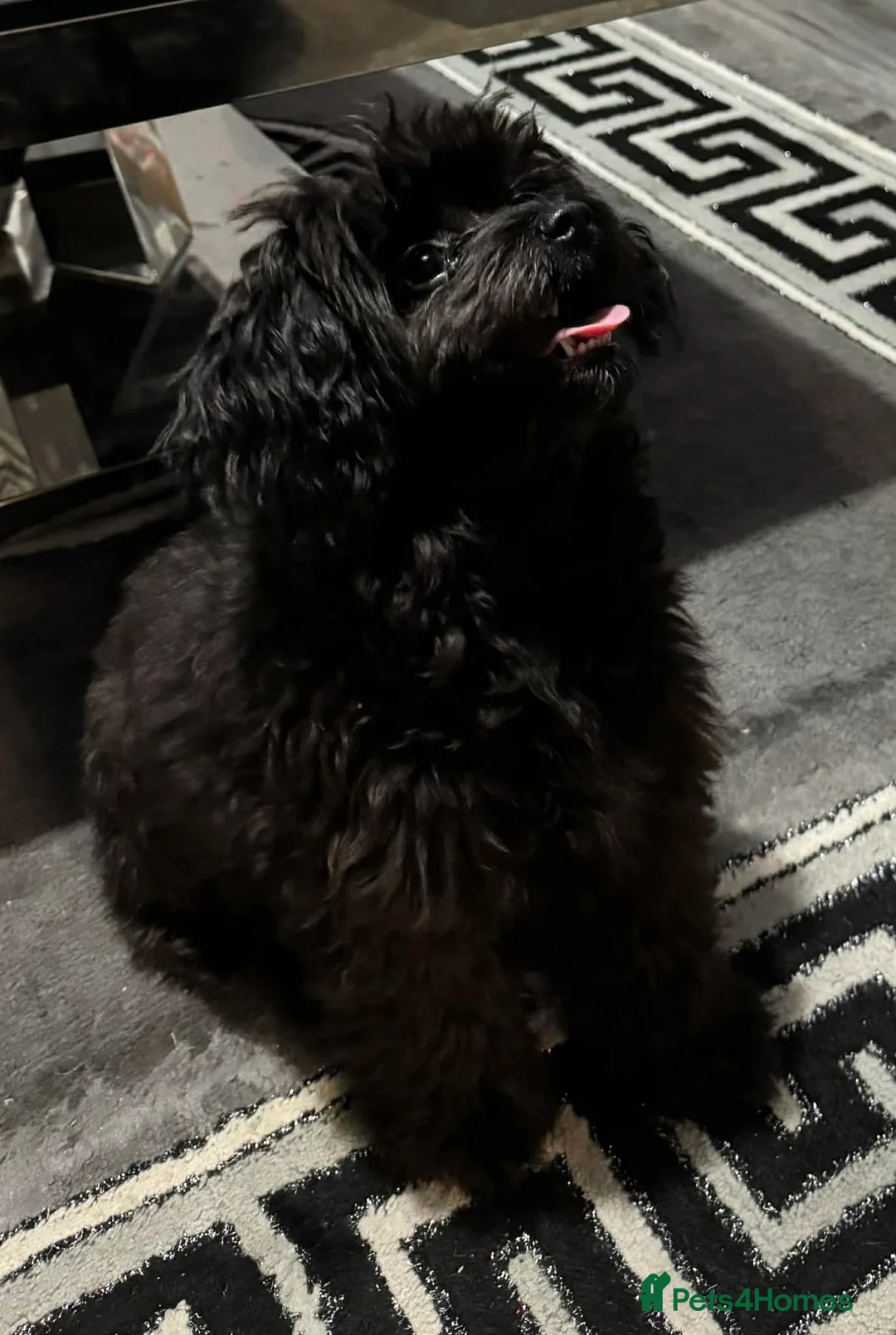 Pomapoo dogs for sale: Pomapoo - Advert 7