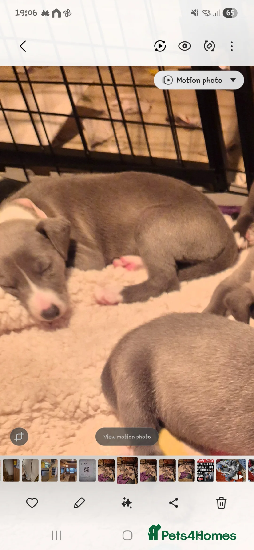 Mixed Breed dogs for sale: Kc reg whippet dad and whippet cross staff mum - Advert 2