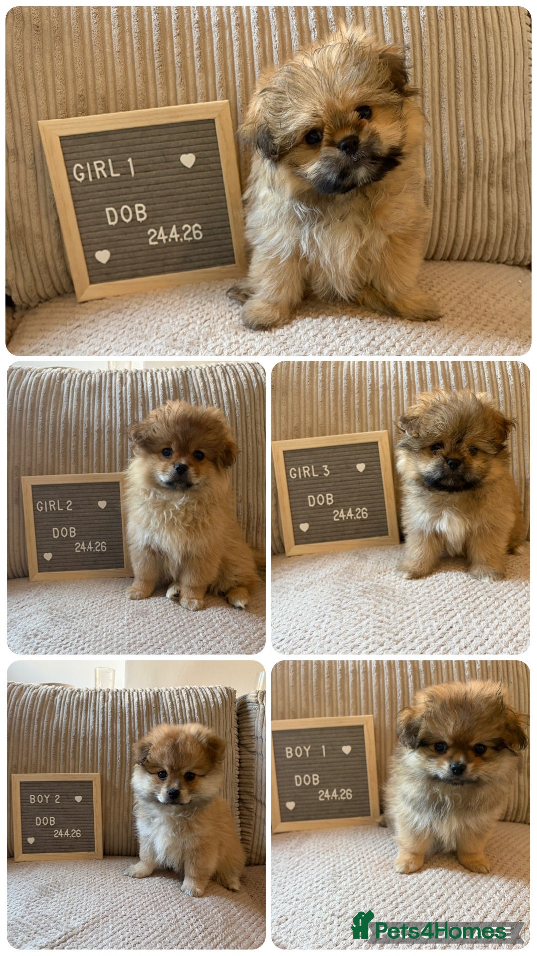 Mixed Breed dogs for sale: Stunning Shih Tzu/ Pomeranian puppies  - Advert 1