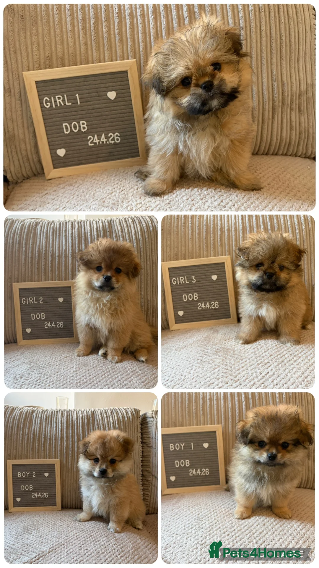 Mixed Breed dogs for sale: Stunning Shih Tzu/ Pomeranian puppies  - Advert 1