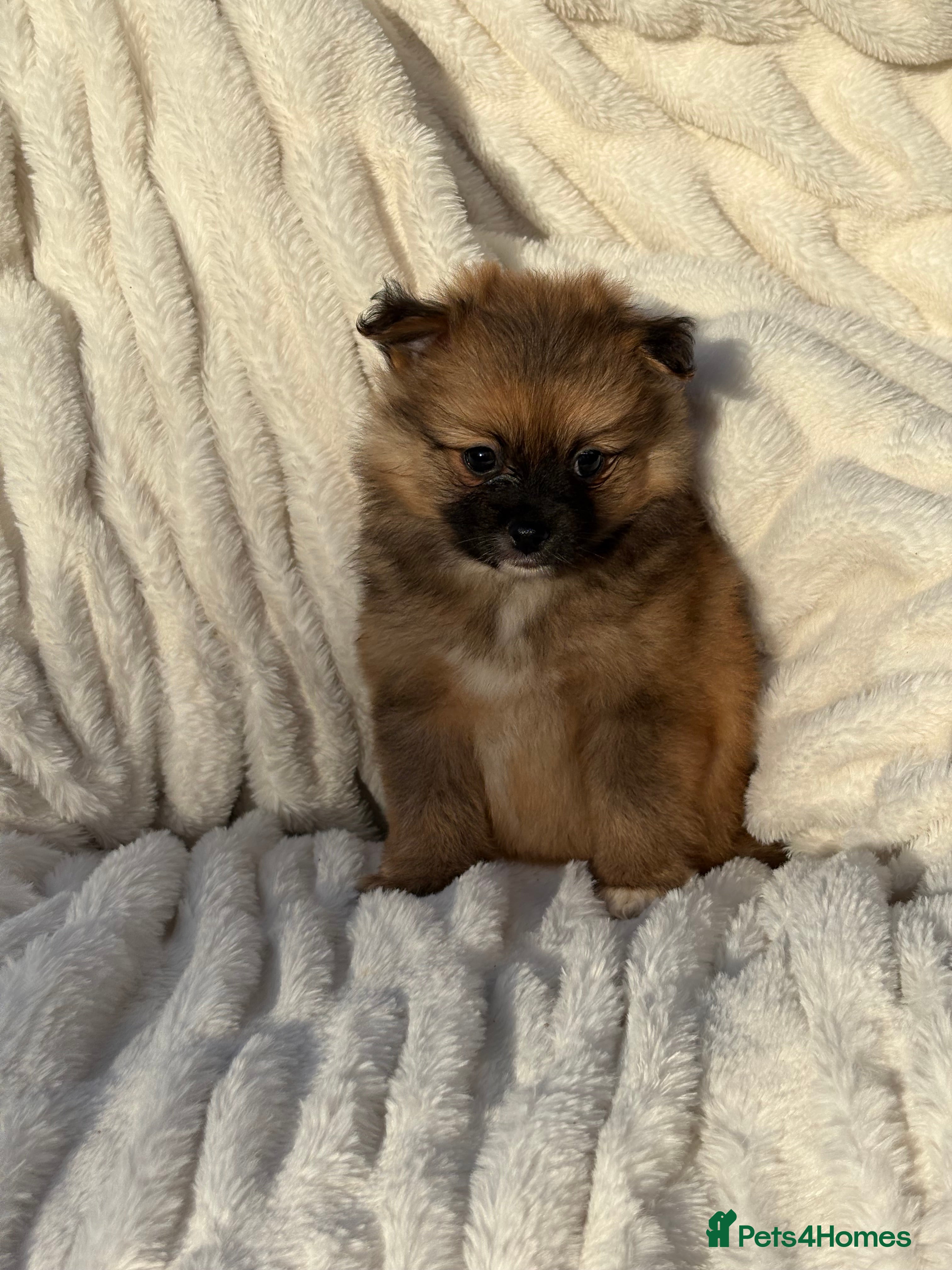 Pomeranian dogs 🐾 Teddy Pomeranian Puppies Ready To Home 🐾 - Advert 2
