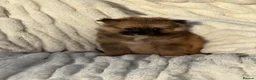 Pomeranian dogs for sale: 🐾 Teddy Pomeranian Puppies Ready To Home 🐾 - Advert 2