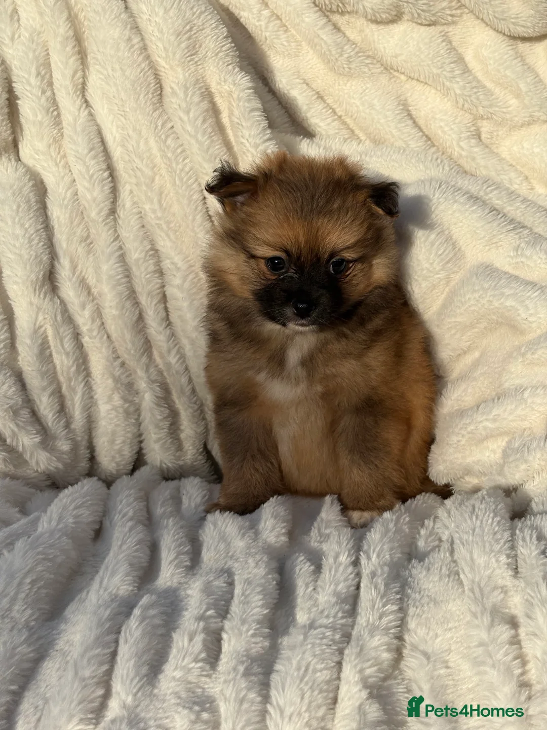 Pomeranian dogs for sale: 🐾 Teddy Pomeranian Puppies Ready To Home 🐾 - Advert 2