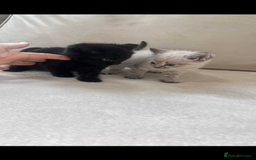 Mixed Breed cats for sale: Beautiful kittens - Image 2