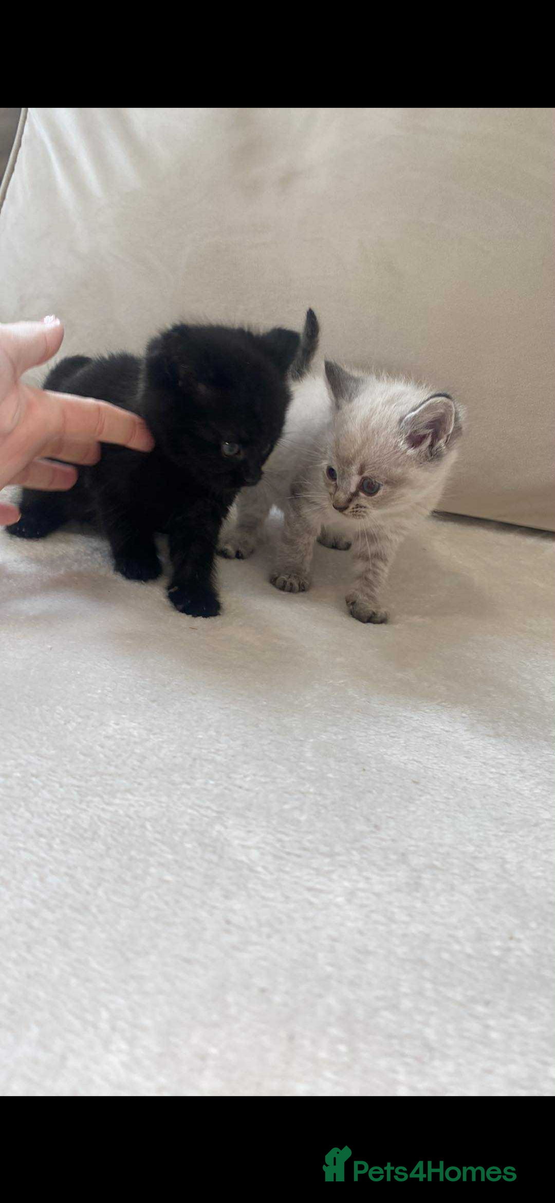 Mixed Breed cats for sale: Beautiful kittens - Image 2