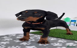 Dobermann dogs for sale: European Dobermanns - 1 Female Remaining *Reduced* - Image 4