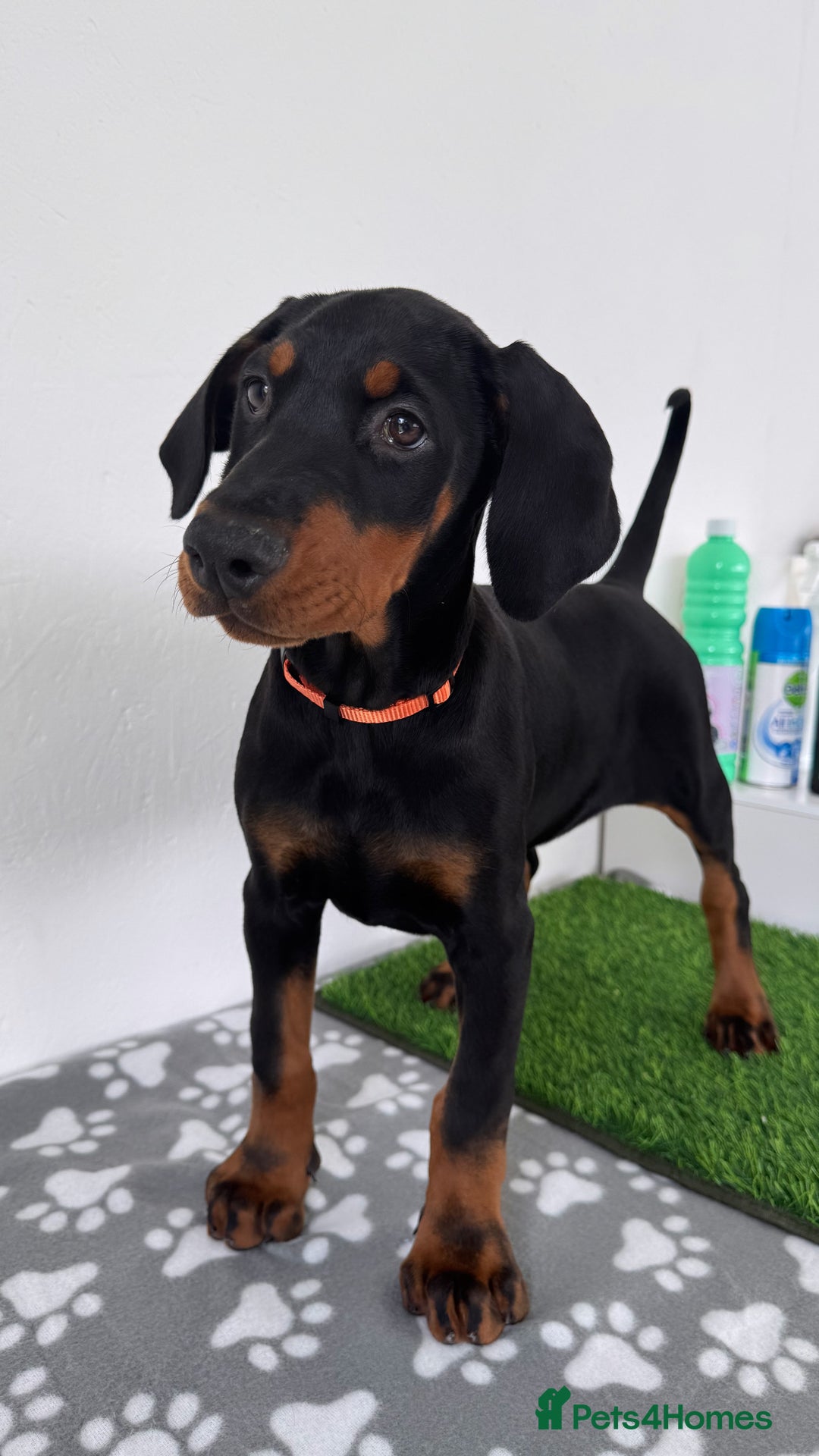 Dobermann dogs for sale: European Dobermanns - 1 Female Remaining *Reduced* - Image 4