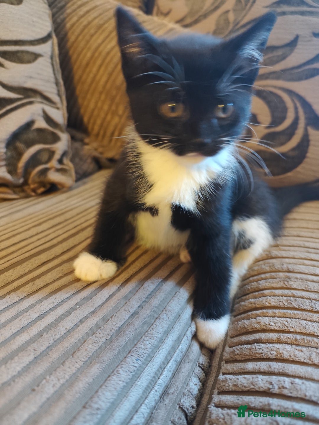 European cats for sale: Kittens for sale  - Image 10