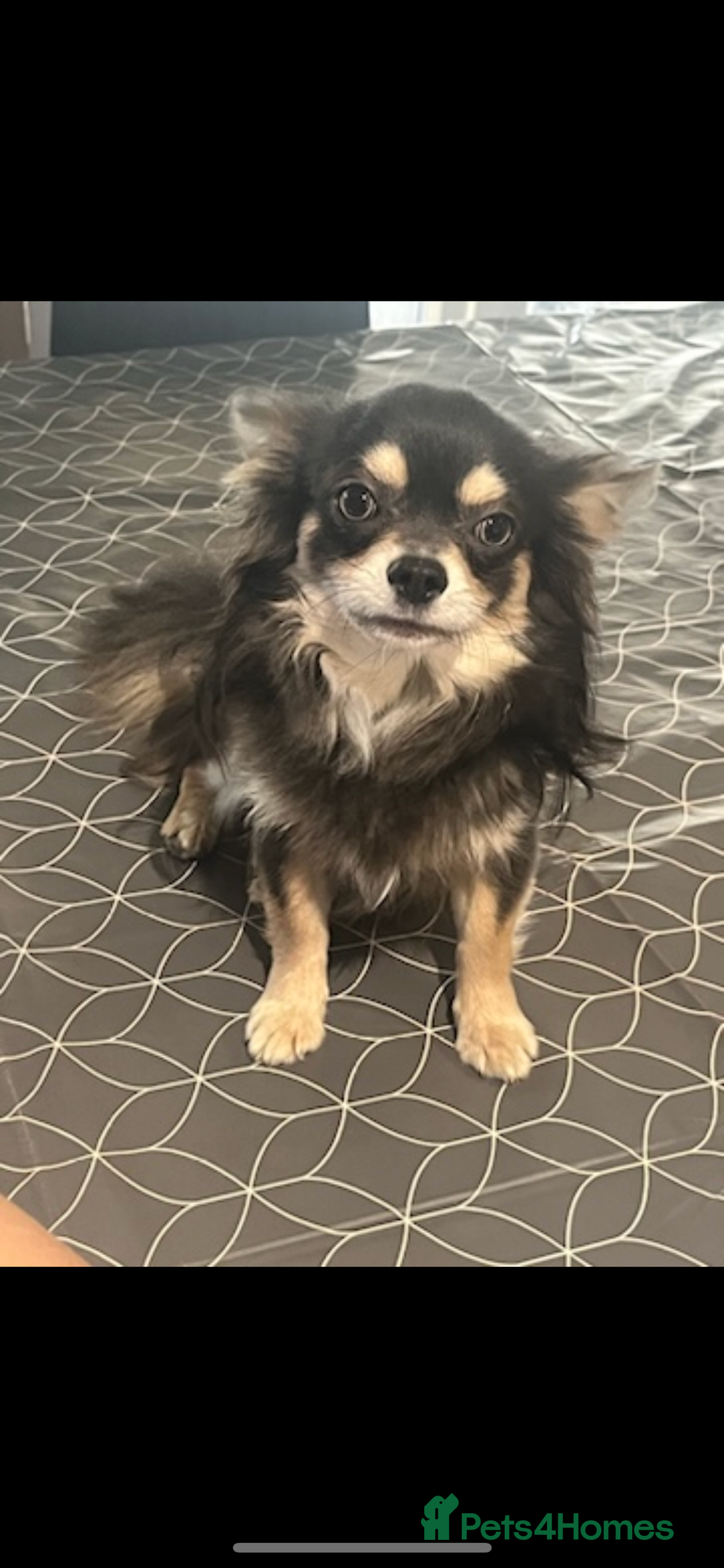 Chihuahua dogs for stud: Blue n tan small chihuahua stud carrying chocolate in Harpenden - Advert 3