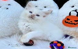 Ragdoll cats for sale: 🌸 GCCF Registered 🌸Exceptional Pedigree Ragdolls - Image 6