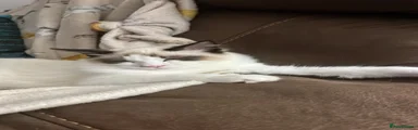 Ragdoll 1