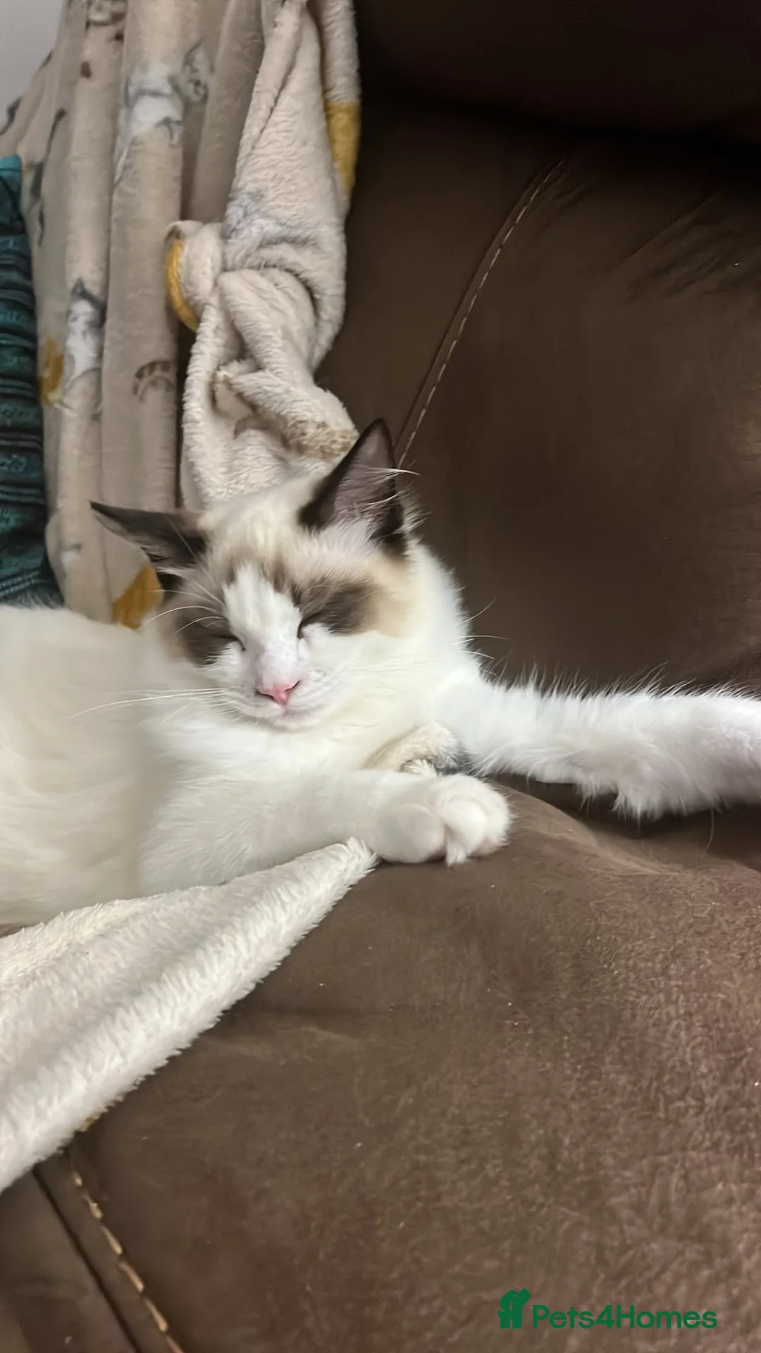 Ragdoll cats for sale: Tickysmagicalworld - Advert 2