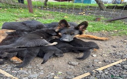 German Shepherd dogs for sale: German shepherd puppies  - Image 27