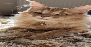 Maine Coon cats - Advert 1
