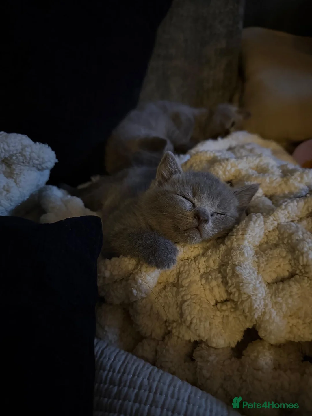 British Shorthair cats for sale: 4 beautiful babies looking for their forever home  - Advert 2
