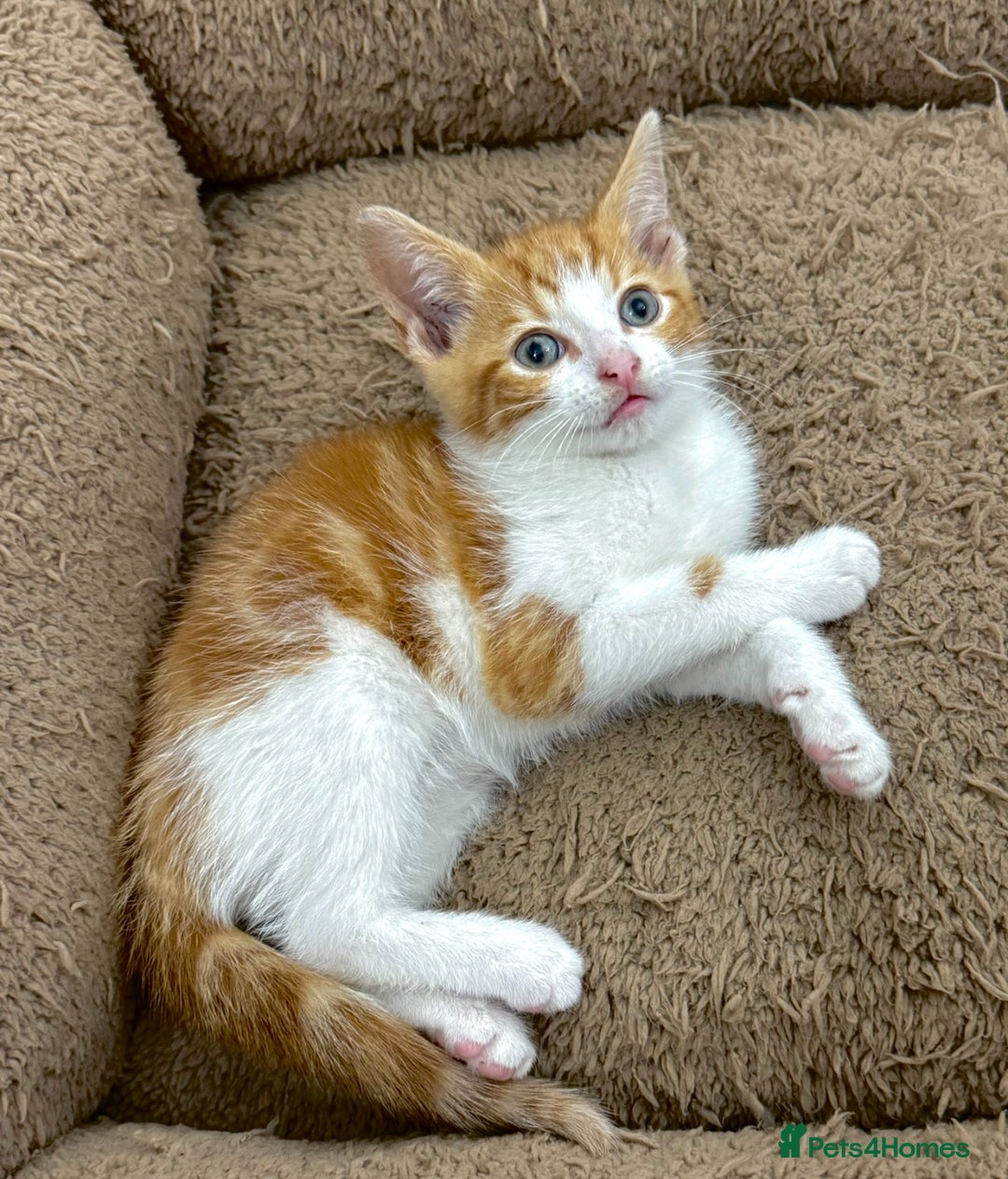 Mixed Breed cats for sale: Kittens  - Image 2