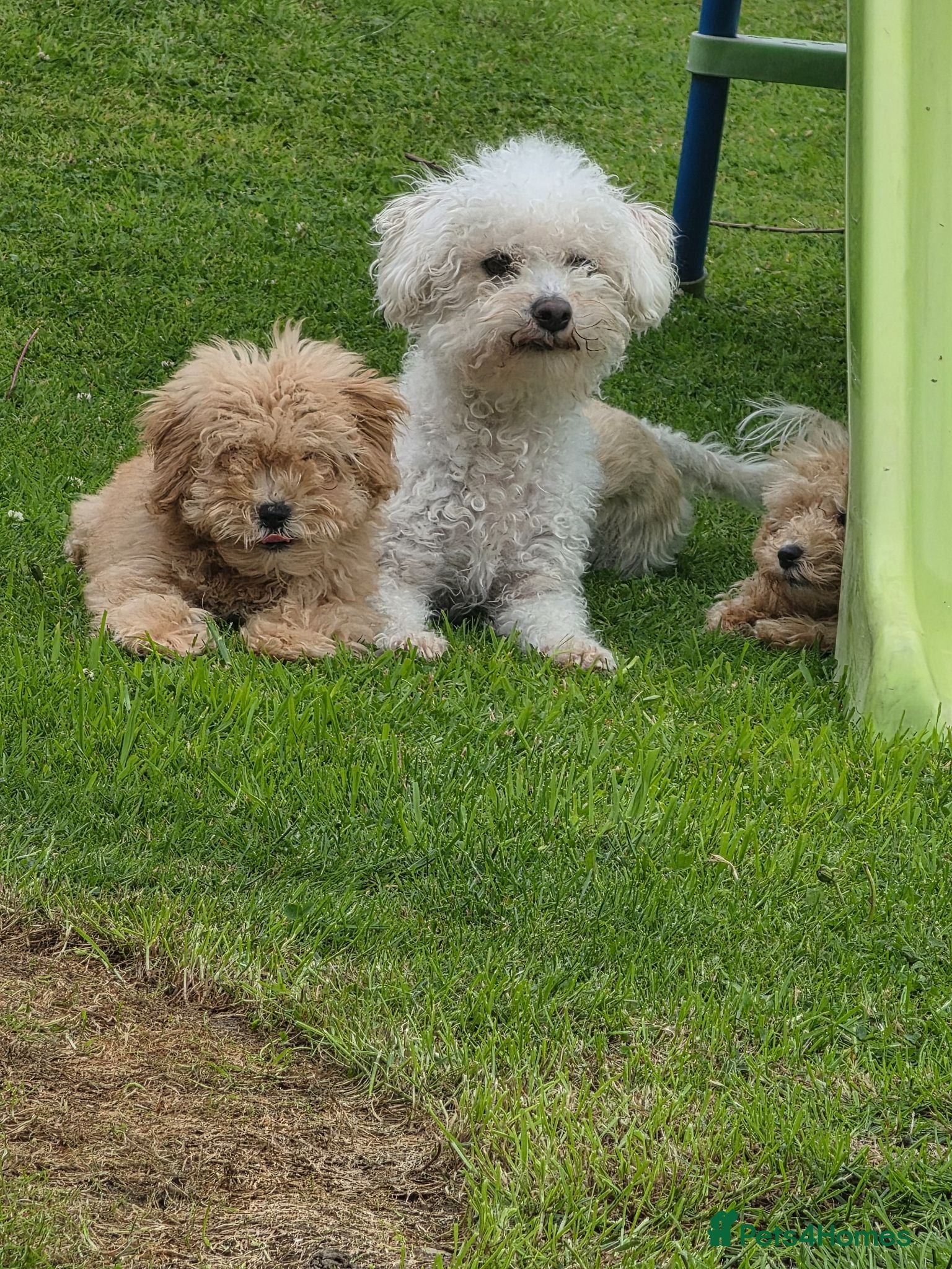 Poochon dogs Boys 800 , Girls 1000  - Advert 9