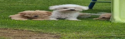 Poochon dogs for sale: POOCHON PUPPIES 2 BOYS 2 GIRLS AVAILABLE - Advert 2