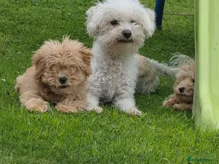 Poochon dogs Boys 800 , Girls 1000 - Advert 9