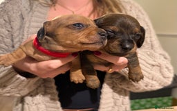 Dachshund dogs for sale: Dachshund puppies for sale  - Image 1
