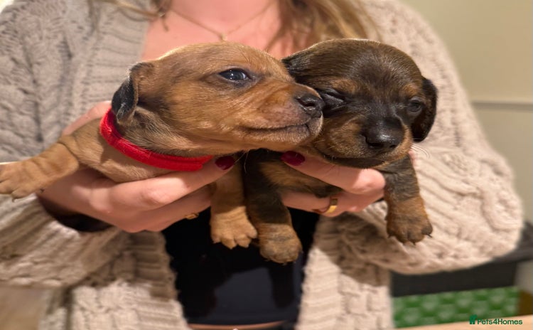 Dachshund dogs - Advert 1