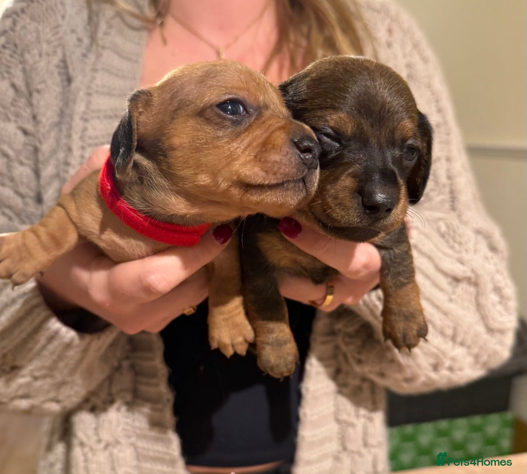 Dachshund dogs for sale: Dachshund puppies for sale  - Image 1