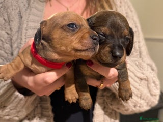 Dachshund dogs - Advert 7