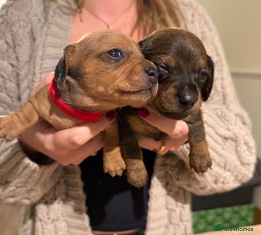 Dachshund dogs - Advert 2