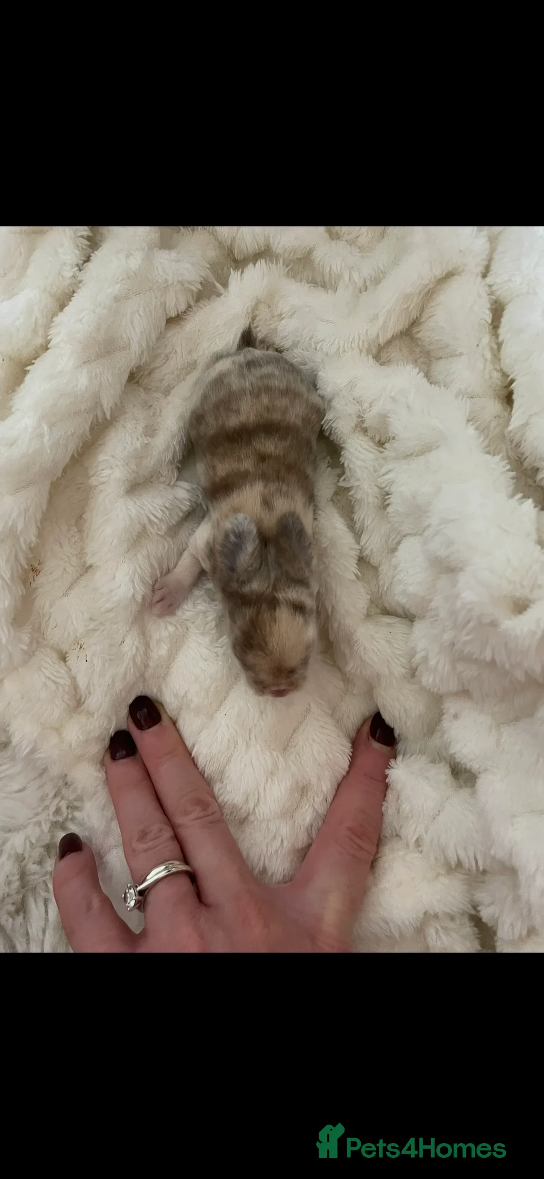 Mini Lop rabbits for sale: Mini Lop kits - Advert 6