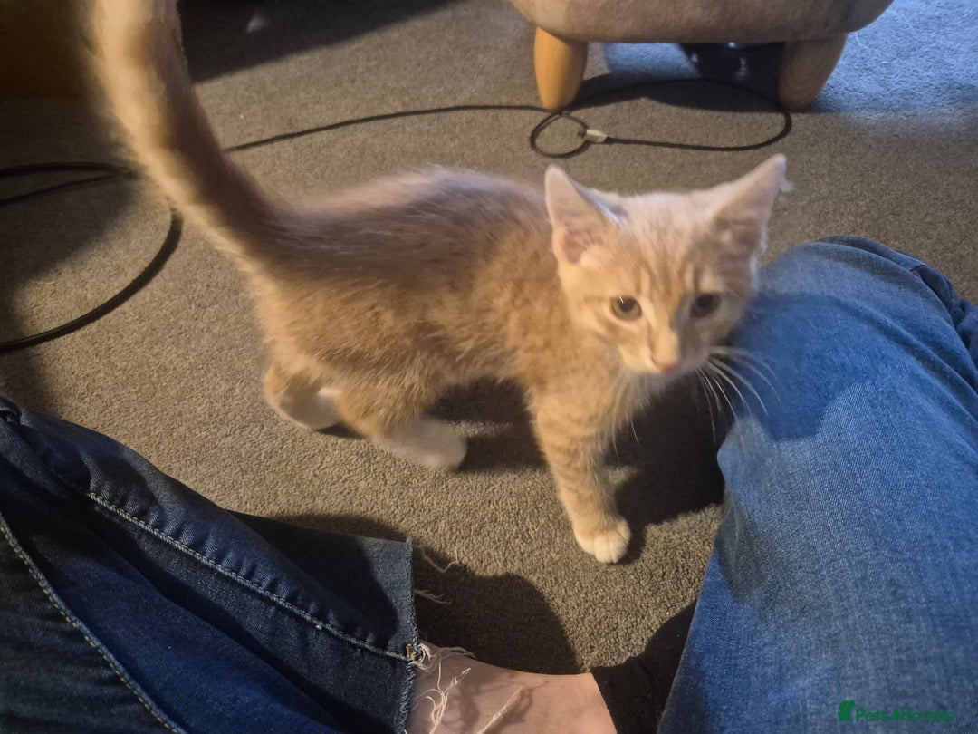 Mixed Breed cats for sale: Ginger kitten male left  - Image 14