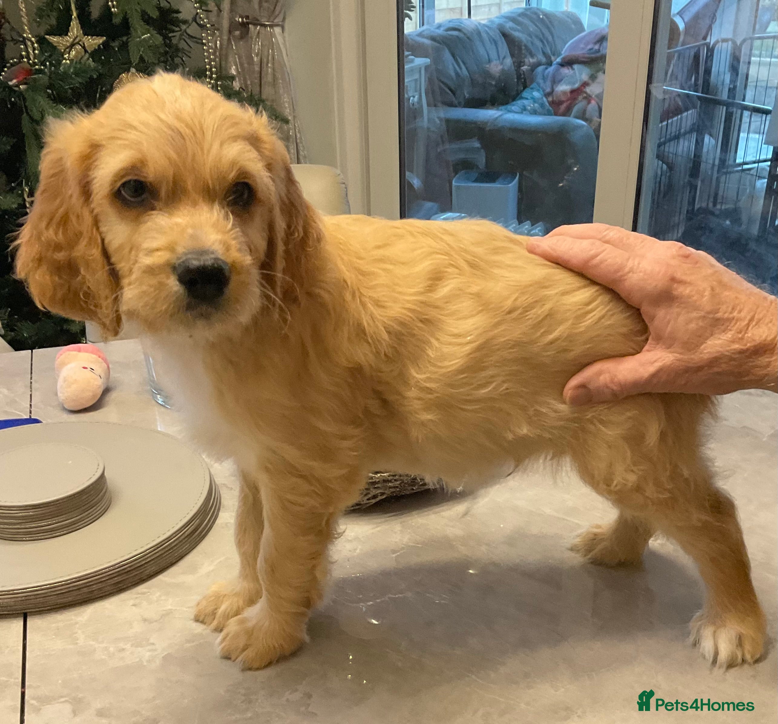 Mixed Breed dogs Beautiful Goldendoodle/Spangold Retriever Puppies - Advert 5