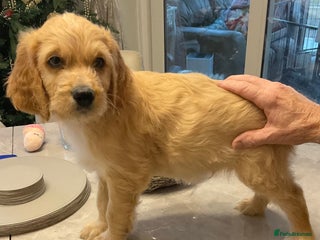 Mixed Breed dogs Beautiful Goldendoodle/Spangold Retriever Puppies - Advert 5