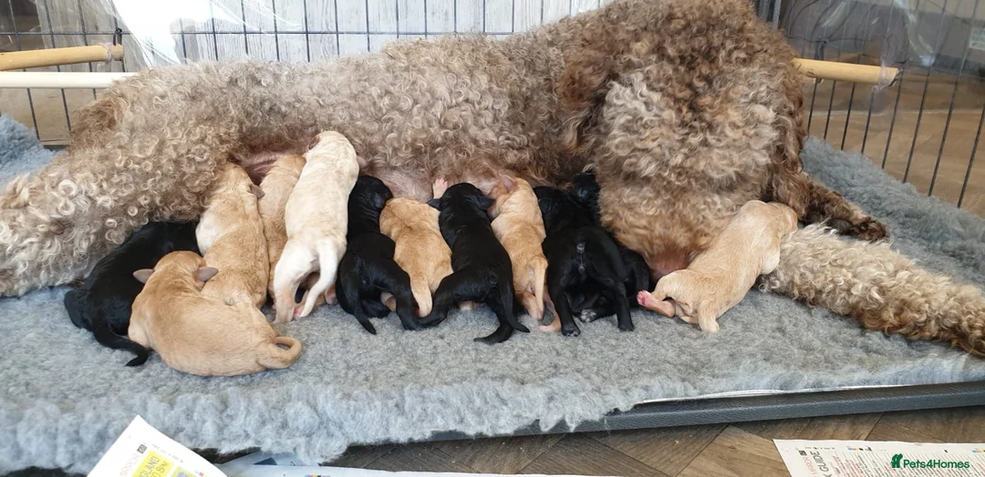 Labradoodle dogs for stud: Labradoodle Stud - Proven in Worthing - Advert 16