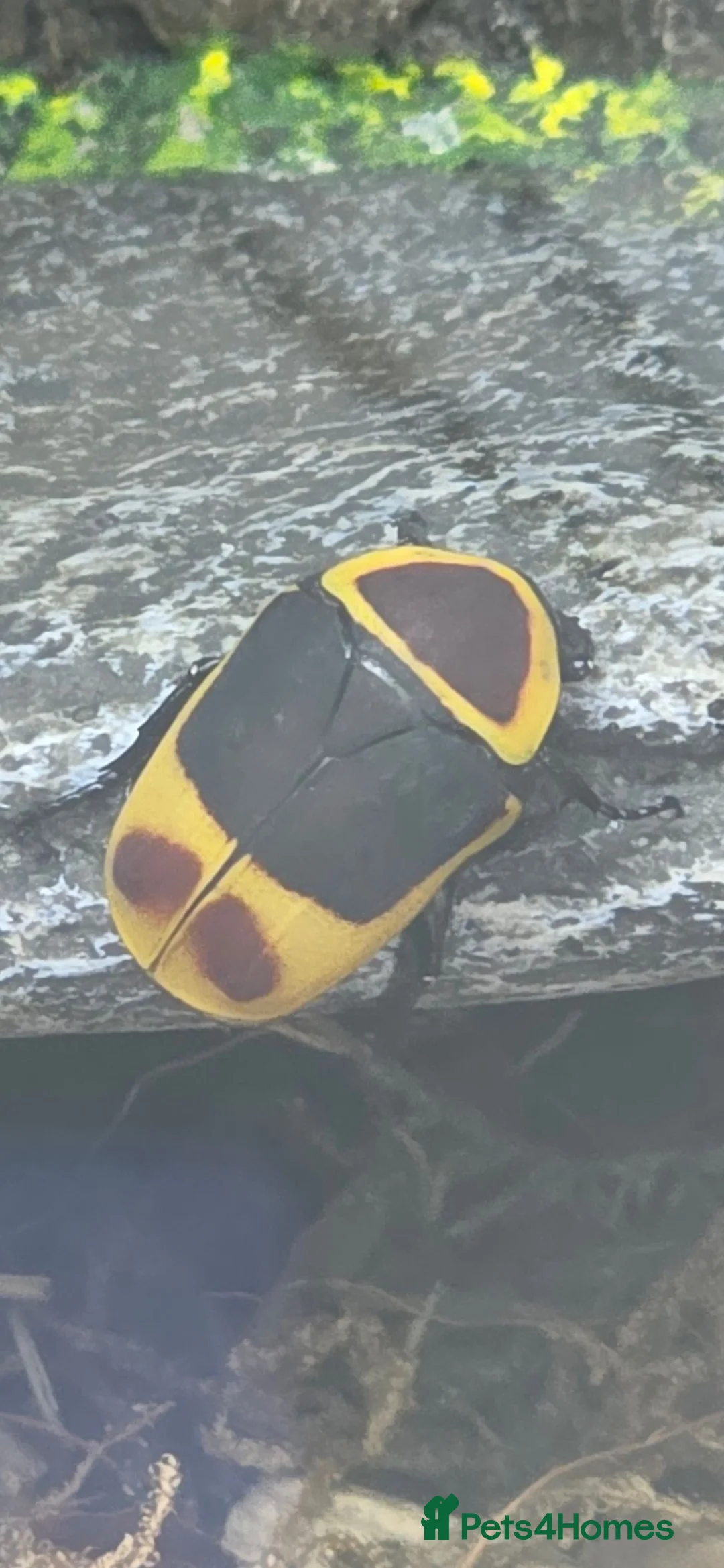 Beetles invertebrates for sale: Pachnoda sun beetles, question marks and hissers in Rhayader - Advert 1